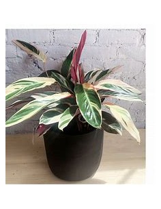 1 Calathea ''Trio star''...