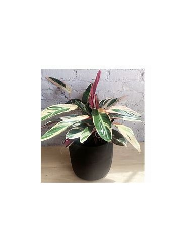 1 Calathea ''Trio star'' Indian feather plant - Internet Nursery