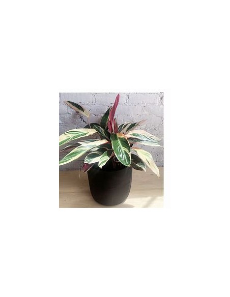 1 Planta de Calathea ''Trio star'' Pluma de indio - Vivero por Internet