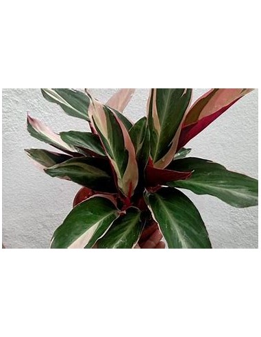 1 Planta de Calathea ''Trio star'' Pluma de...