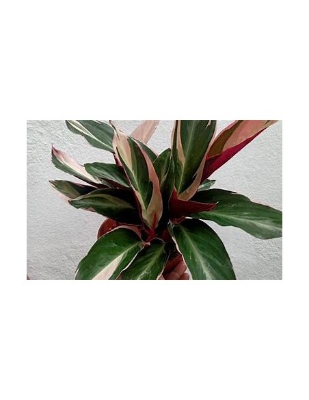 1 Planta de Calathea ''Trio star'' Pluma de indio - Vivero por Internet