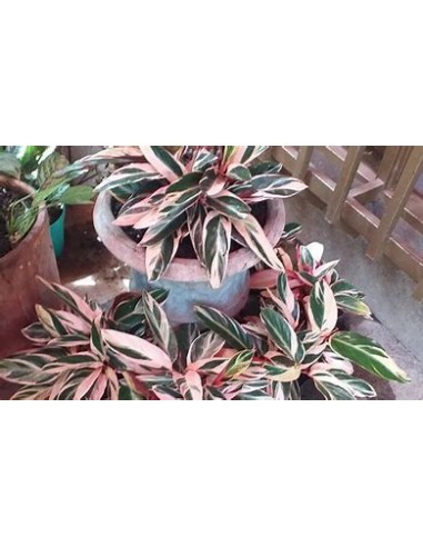 1 Calathea ''Trio star'' Indian feather plant -...