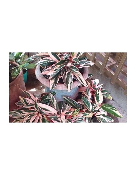 1 Planta de Calathea ''Trio star'' Pluma de indio - Vivero por Internet