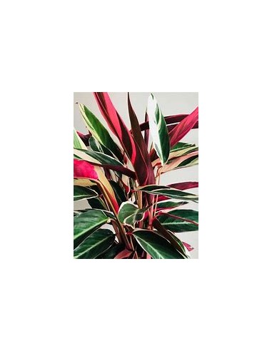 1 Calathea ''Trio star'' Indian feather plant -...