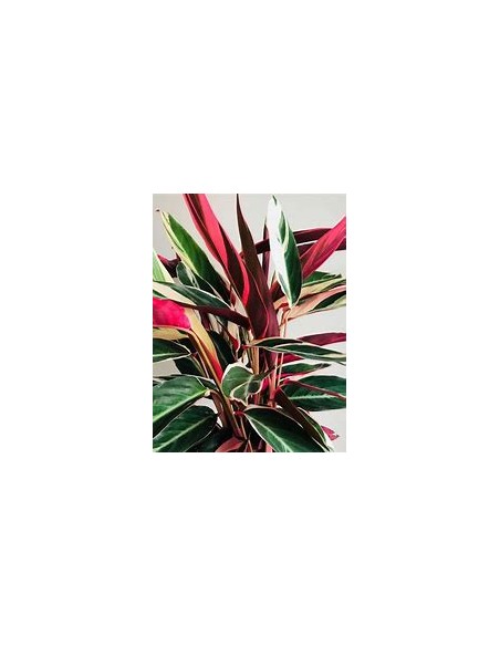 1 Planta de Calathea ''Trio star'' Pluma de indio - Vivero por Internet