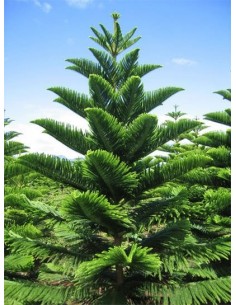 1 Arbolito de Araucaria excelsa - Excelentes coniferas ornamentales para climas tropicales y templados.