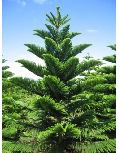 1 Arbolito de Araucaria excelsa - Excelentes coniferas ornamentales para climas tropicales y templados.