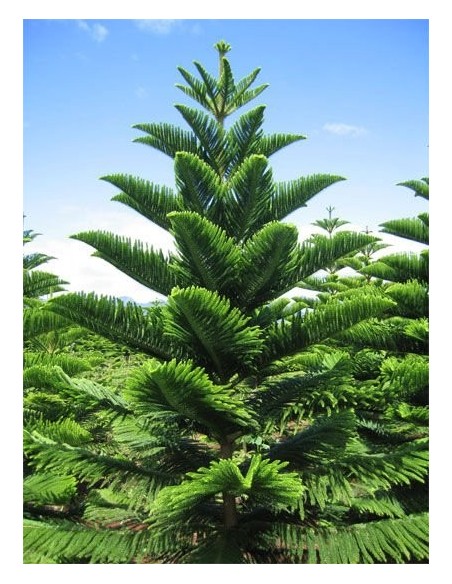 1 Norfolk pine (Araucaria heterophylla) araucaria excelsa for sale live plants 1 Norfolk pine (Araucaria heterophylla) araucaria excelsa for sale live plants