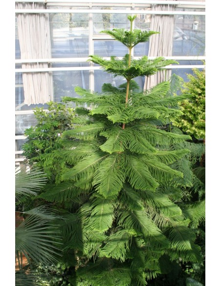 1 Norfolk pine (Araucaria heterophylla) araucaria excelsa for sale live plants 1 Norfolk pine (Araucaria heterophylla) araucaria excelsa for sale live plants