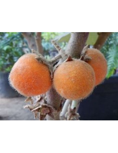 1 Lulo sapling - solanum... 2