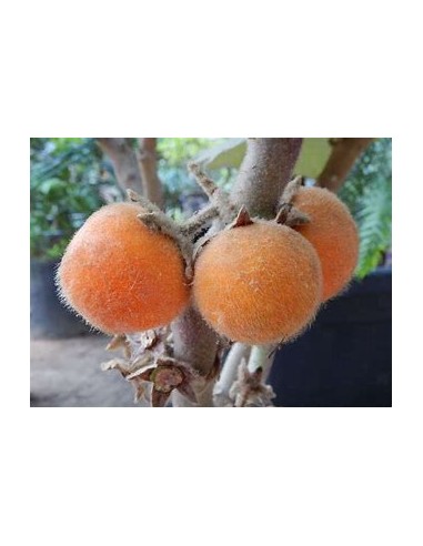 1 Arbolito de lulo - solanum quitoense  -...