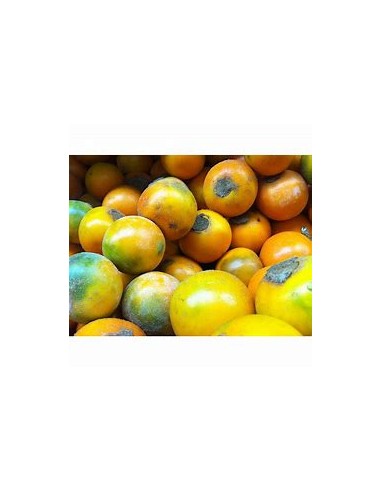 1 Lulo sapling - solanum quitoense - Online...