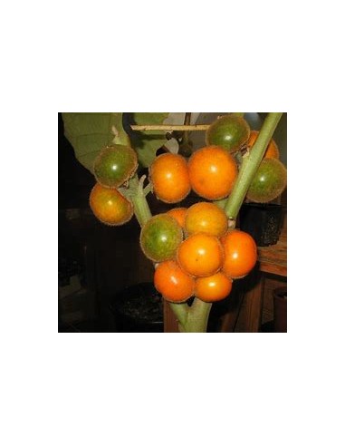 1 Arbolito de lulo - solanum quitoense  -...