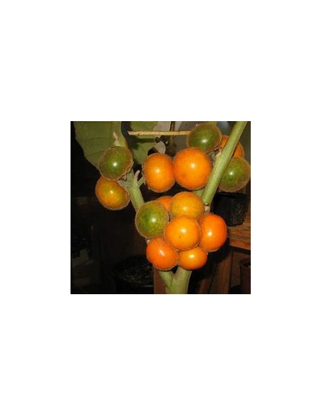 1 Lulo sapling - solanum quitoense - Online Nursery