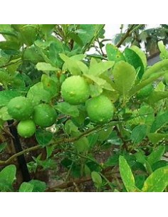 1 Arbolito de limon...
