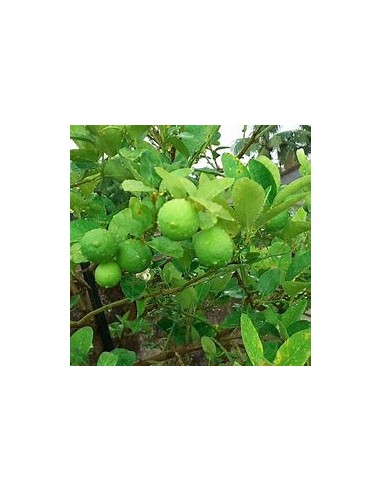 1 Arbolito de limon paraguayo - citrus limonia - Vivero por internet