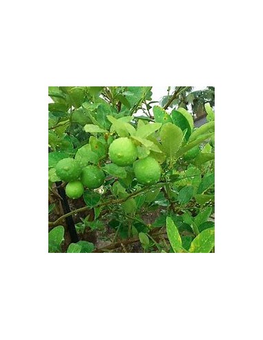 1 Paraguayan lemon sapling - citrus limonia - Online nursery