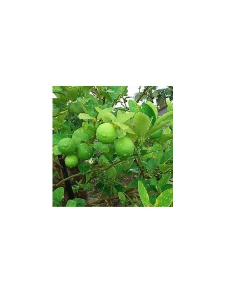 1 Arbolito de limon paraguayo - citrus limonia - Vivero por internet