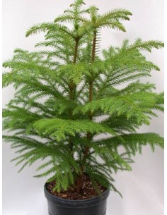 1 Norfolk pine (Araucaria heterophylla) araucaria excelsa for sale live plants
