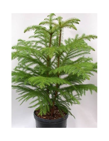 1 Arbolito de Araucaria excelsa - Excelentes coniferas ornamentales para climas tropicales y templados.