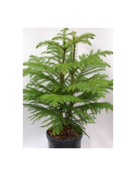 1 Norfolk pine (Araucaria heterophylla) araucaria excelsa for sale live plants 1 Norfolk pine (Araucaria heterophylla) araucaria excelsa for sale live plants