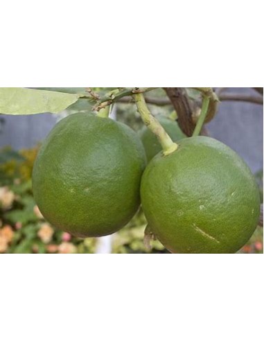 1 Arbolito de limon paraguayo - citrus limonia...