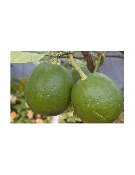 1 Arbolito de limon paraguayo - citrus limonia - Vivero por internet