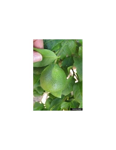 1 Arbolito de limon paraguayo - citrus limonia...