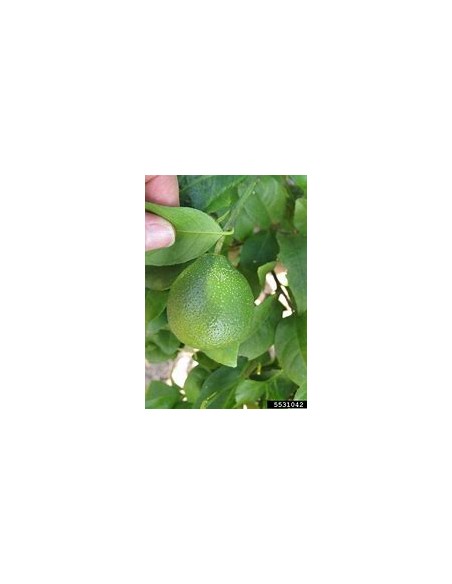 1 Arbolito de limon paraguayo - citrus limonia - Vivero por internet