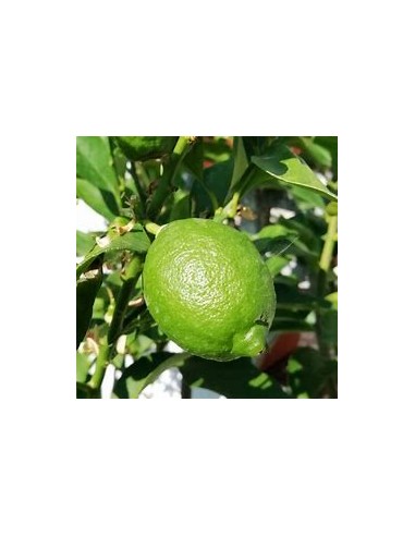 1 Arbolito de limon paraguayo - citrus limonia...