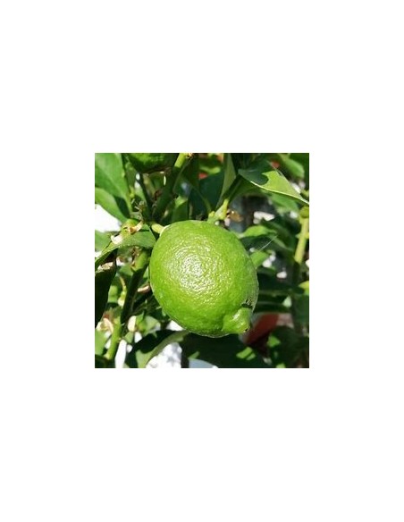 1 Arbolito de limon paraguayo - citrus limonia - Vivero por internet