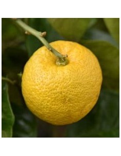 limon yuzu - citrus...