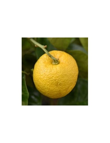limon yuzu - citrus ichangensis x citrus reticulata var austera injerto - Vivero por internet