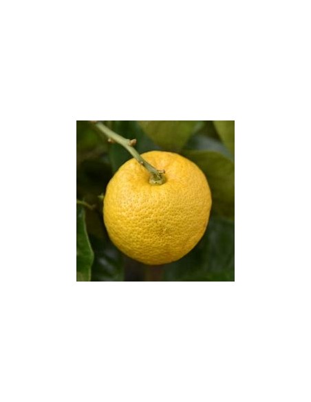 limon yuzu - citrus ichangensis x citrus reticulata var austera injerto - Vivero por internet