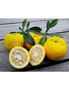 limon yuzu - citrus... 2