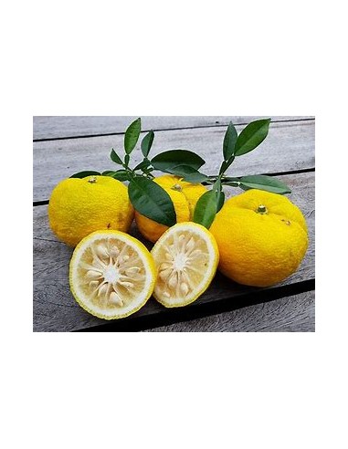 limon yuzu - citrus ichangensis x citrus...