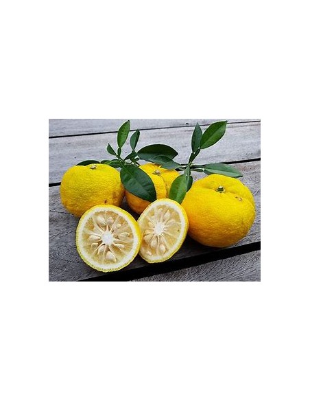 yuzu lemon - citrus ichangensis x citrus reticulata var austera grafting - Internet nursery