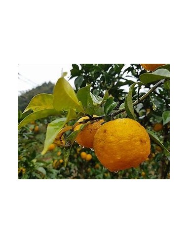 limon yuzu - citrus ichangensis x citrus...