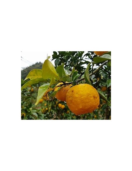 yuzu lemon - citrus ichangensis x citrus reticulata var austera grafting - Internet nursery