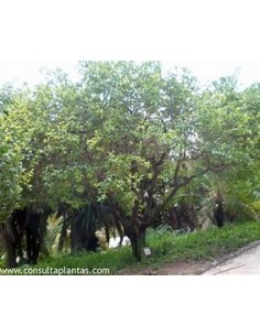 1 Arbolito de Naranjo...