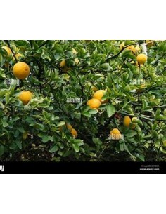 1 Spiny orange sapling... 2