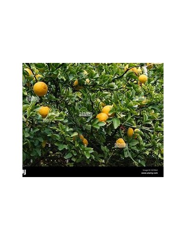 1 Spiny orange sapling (Poncirus trifoliata) -...