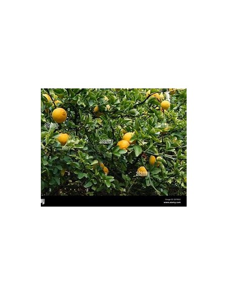 1 Spiny orange sapling (Poncirus trifoliata) - Online nursery