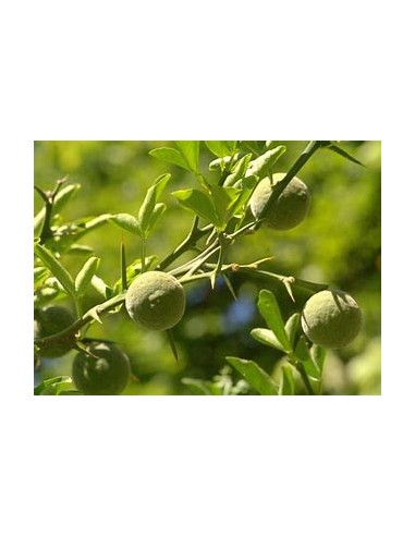 1 Spiny orange sapling (Poncirus trifoliata) -...