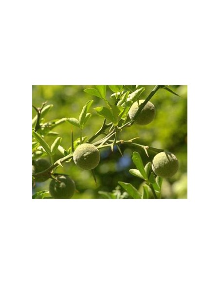 1 Spiny orange sapling (Poncirus trifoliata) - Online nursery