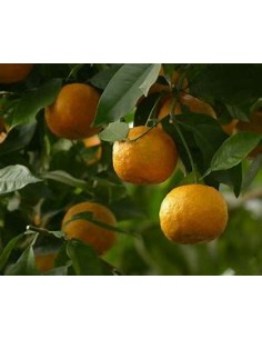 1 Sour orange sapling...