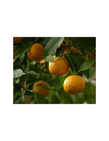 1 Arbolito de Naranja agria (Citrus...