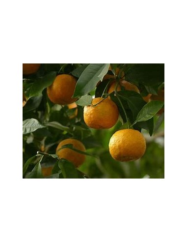 1 Sour orange sapling (Citrus aurantium) - Online nursery