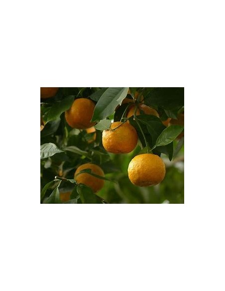 1 Arbolito de Naranja agria (Citrus aurantium) - Vivero por internet