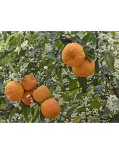 1 Sour orange sapling... 2